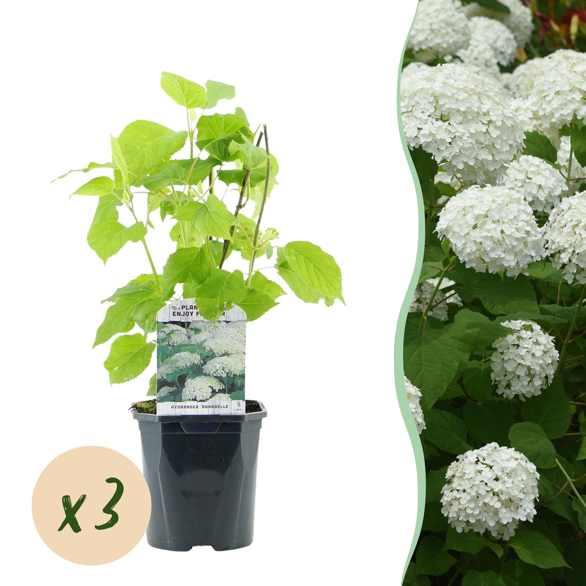 Pluim Hortensia - Hydrangea arborescens Annabelle - Bloem Wit - 3 Planten - 1 m2 - Bladverliezend - Grote Bloemen - Pot 17cm Hoogte 50cm