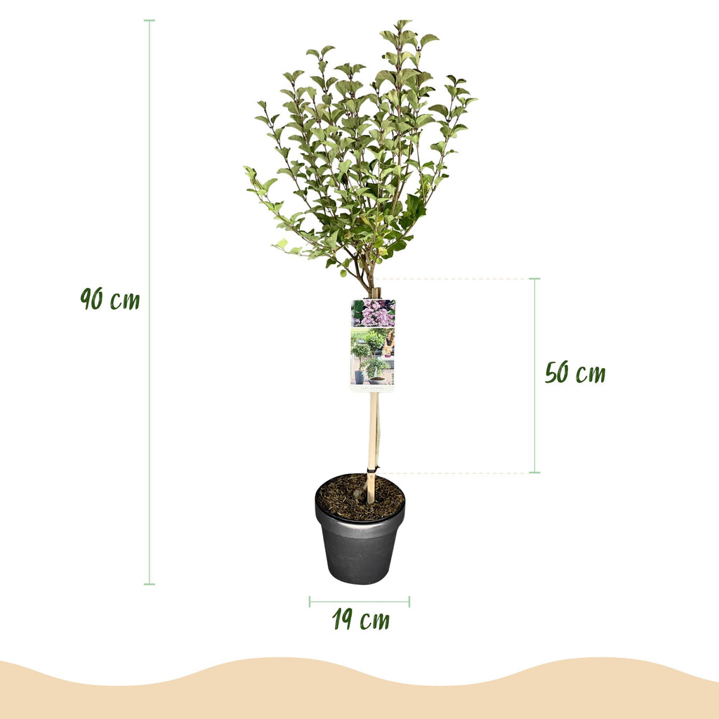 Plant op Stam- Syringa meyeri Palibin - Terras Plant - Bladverliezend - Winterhard- Paarse Bloem - Pot 19cm Hoogte 90cm