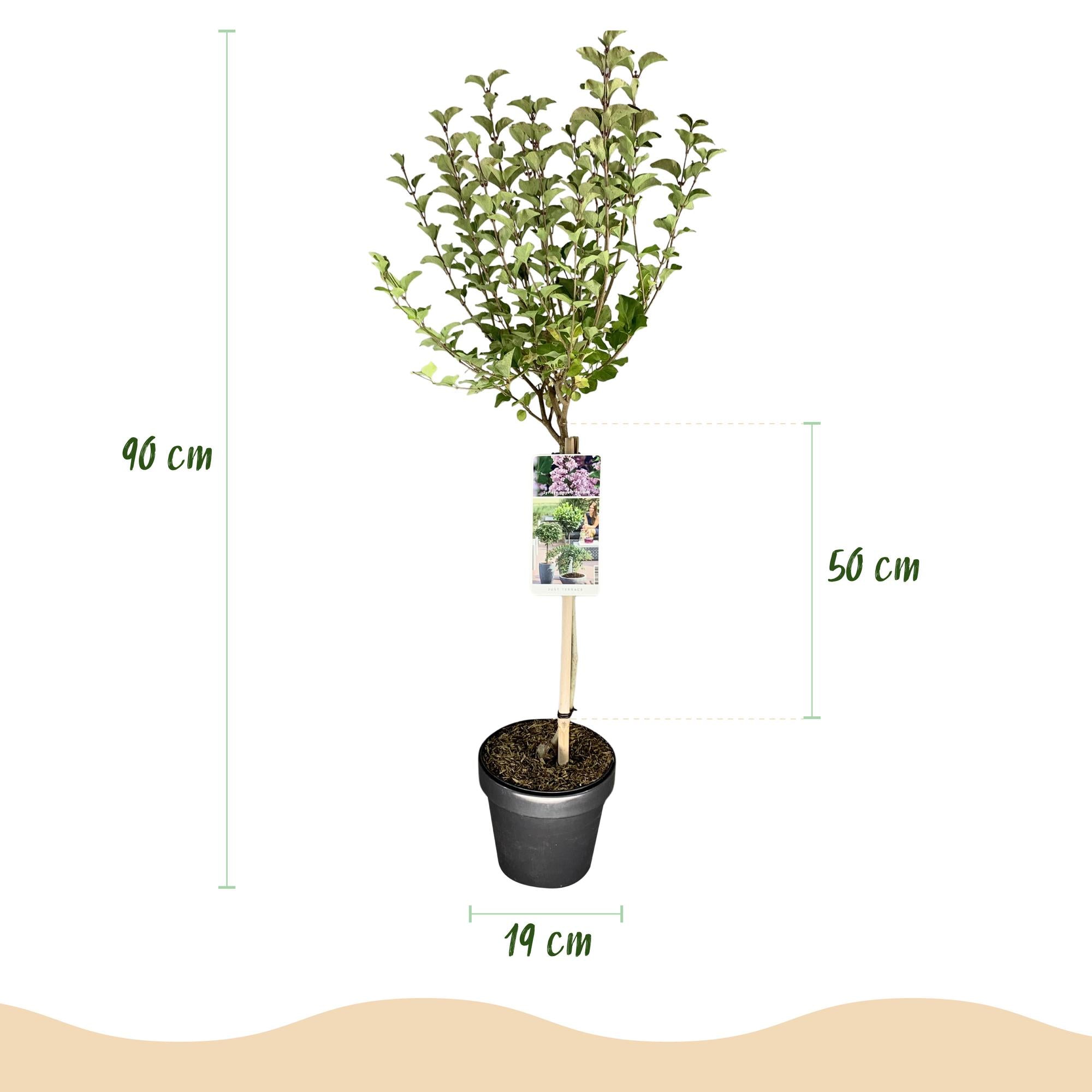 Plant op Stam- Syringa meyeri Palibin - Terras Plant - Bladverliezend - Winterhard- Paarse Bloem - Pot 19cm Hoogte 90cm