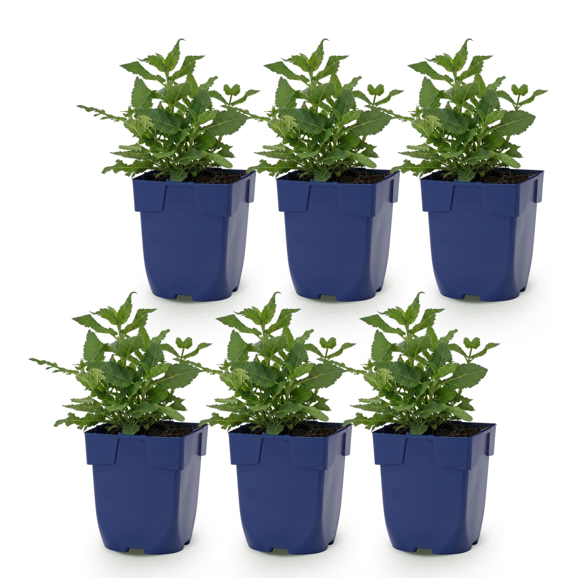 Vasteplant - Salvia nem. Sense Deepl Pink - Salie - Bijen en Vlinderlokkers - Roze - 6 Planten - Pot 11cm - Hoogte 15-25cm