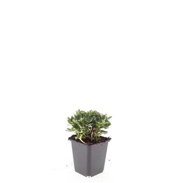 48x Potentilla tridentata 'Nuuk' - ↕10-25cm - Ø9cm
