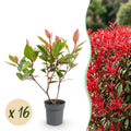 16x Photinia fraseri Little Red Robin - Glansmispel - Haagplanten - Groenblijvend - Rood - Pot 9cm - Hoogte 25-35cm
