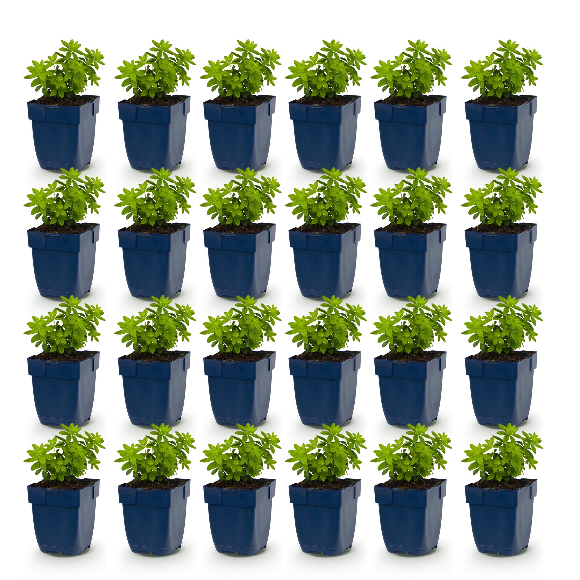 Vasteplant - Galium odoratum - Walstro - Bodembedekkend - Wit - 24 Planten - Pot 11cm - Hoogte 15-25cm