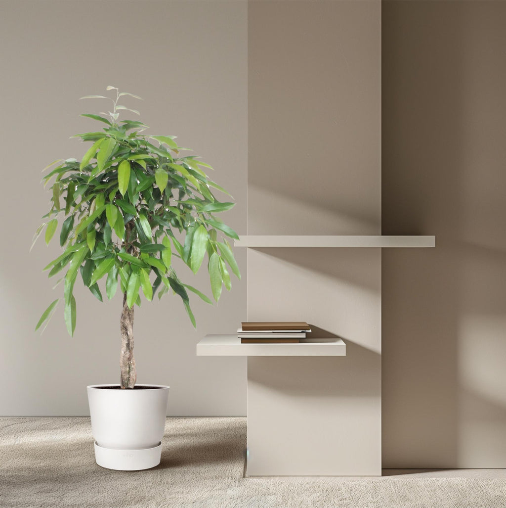 Ficus Amstel King gevlochten stam - 130 cm - Ø27
