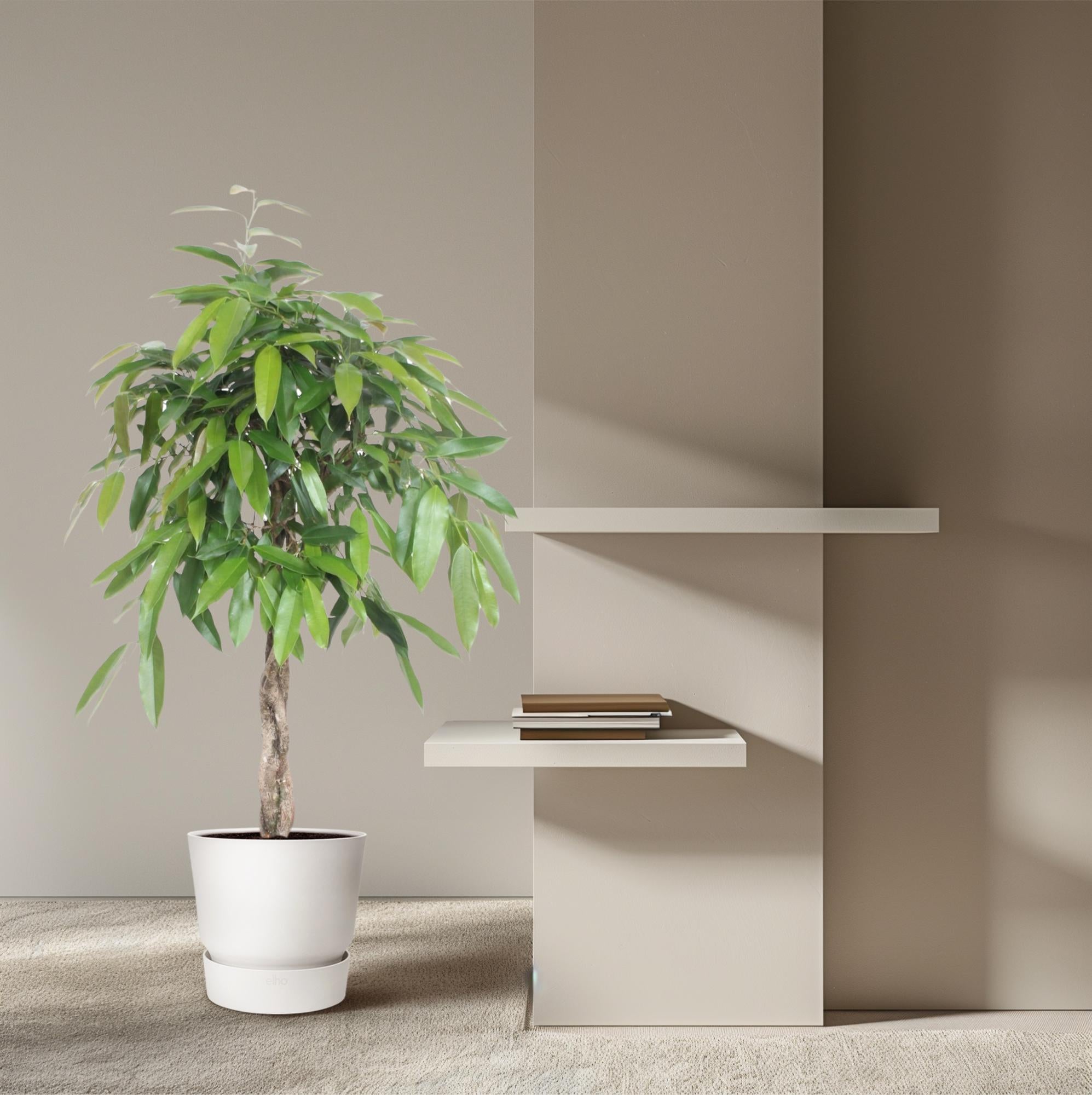 Ficus Amstel King gevlochten stam - 130 cm - Ø27