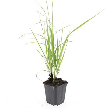 48x Calamagrostis acut. 'Karl Foerster'  - ↕10-25cm - Ø9cm