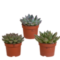 Echeveria mix 10.5 cm - 3x - zonder pot