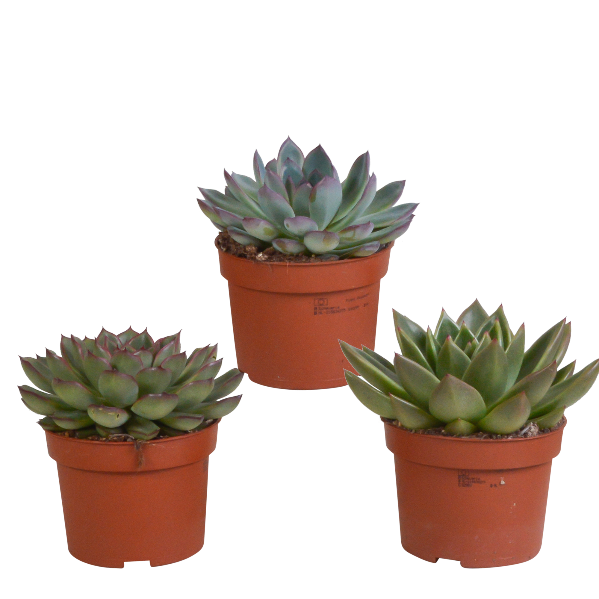 Echeveria mix 10.5 cm - 3x - zonder pot