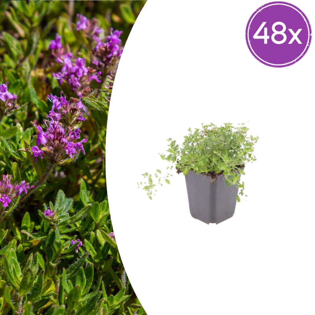 48x thymus serpyllum - ↕10-25cm - Ø9cm