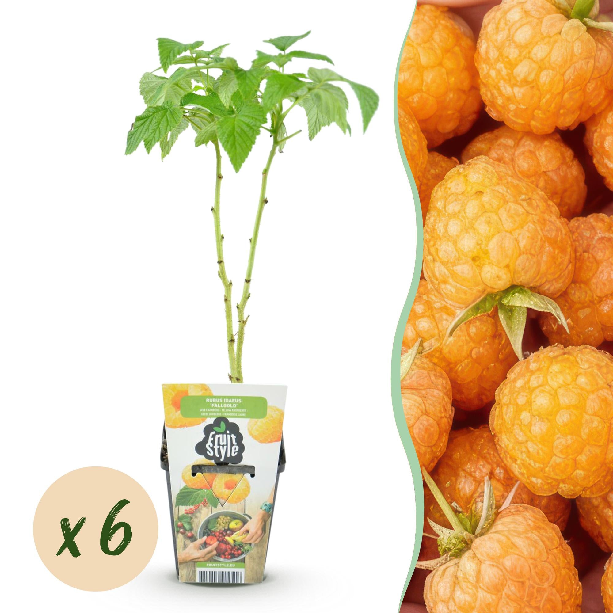 Fruitplanten - Framboos - Rubus idaeus Fallgold - Winterhard - 6 Planten - Pot 9 cm - Gele Framboos