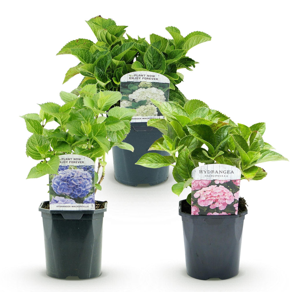 Hortensia - Hydrangea macrophylla Tricolour - Bloem Blauw, Roze en Wit  - 3 Planten - Bladverliezend - Weinig Onderhoud - Pot 17cm Hoogte 30cm