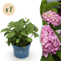 Tuinplant - Hydrangea Endles Summer The Original Pink - Hortensia - Winterhard - Roze - 8 Planten - Pot 14cm -Hoogte 20-25cm