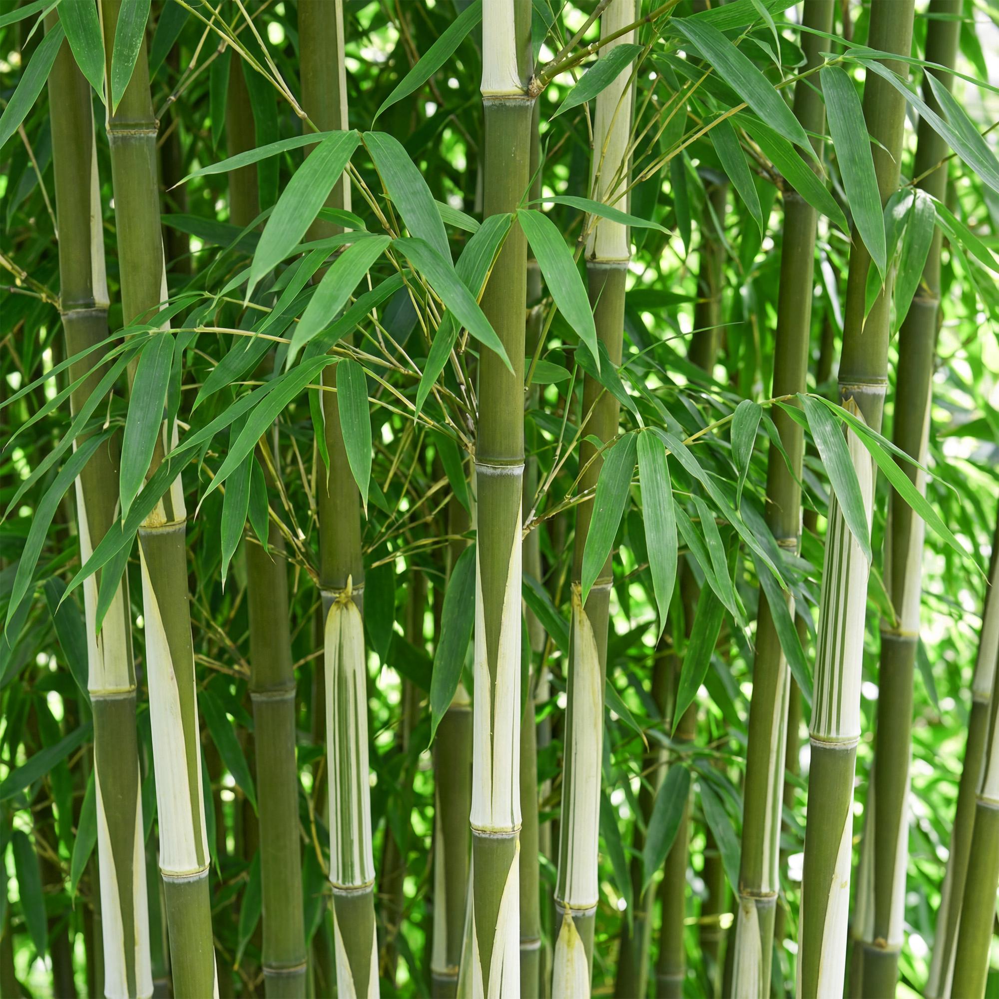 Bamboe - Fargesia robusta Pingwu - Bladhoudend - Niet Woekerend - Groen - 12 Planten - Pot 14cm - Hoogte 35cm