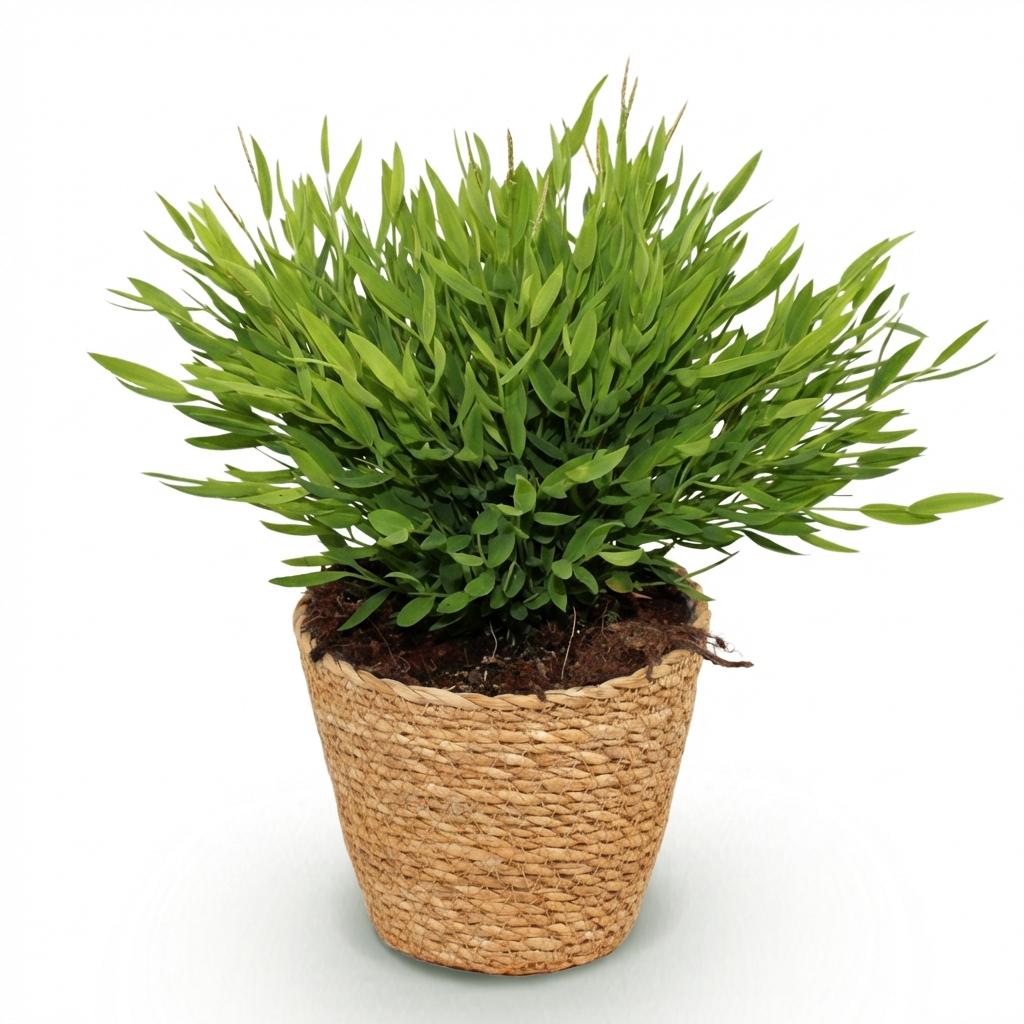 Kamerplant - Bamusa Pogonatherum Monica - Bamboegras - Huisdiervriendelijke Plant - Groen - 1 Plant - met Mand - Pot 12cm - Hoogte 20cm