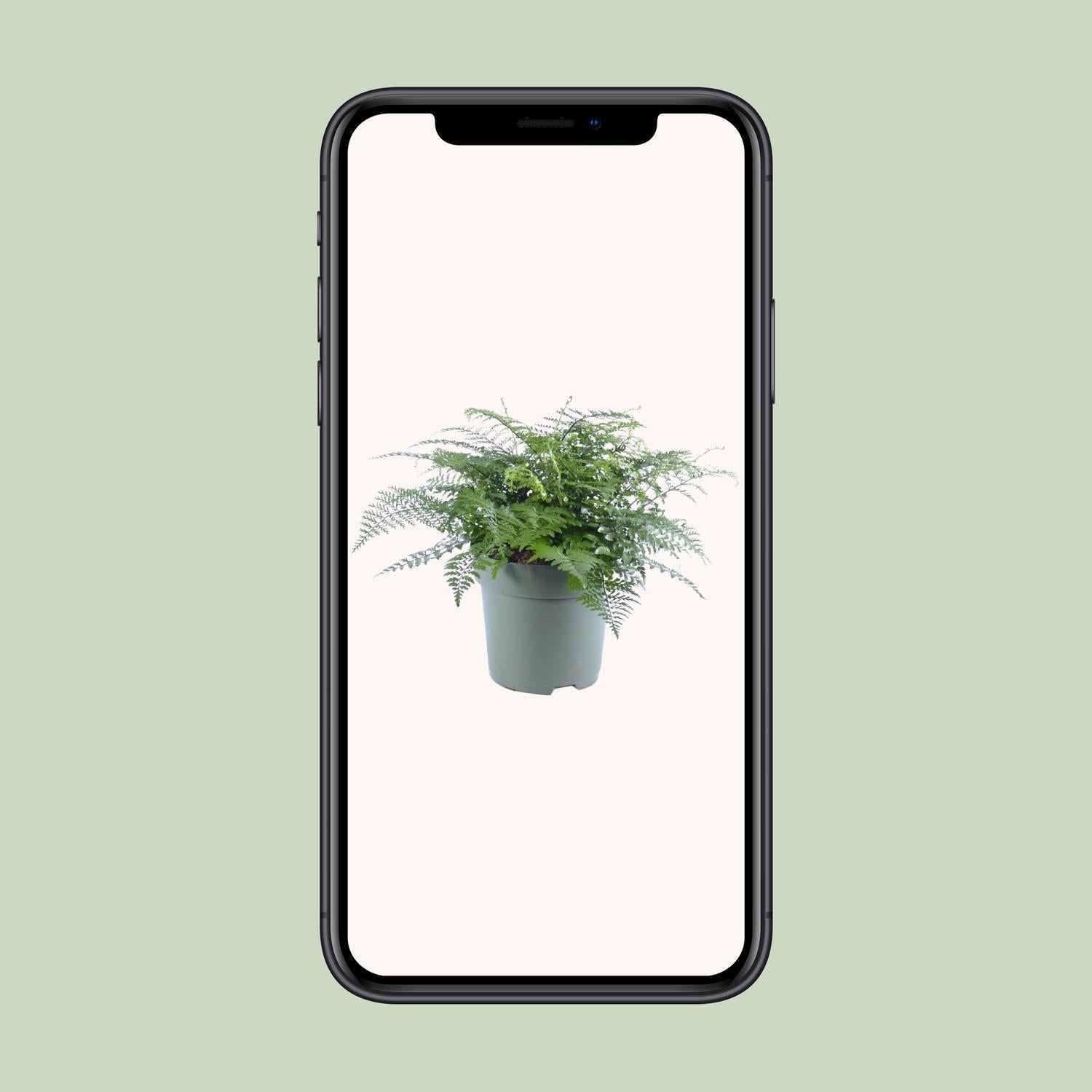 Asplenium Parvati - Ø27cm - ↕50cm