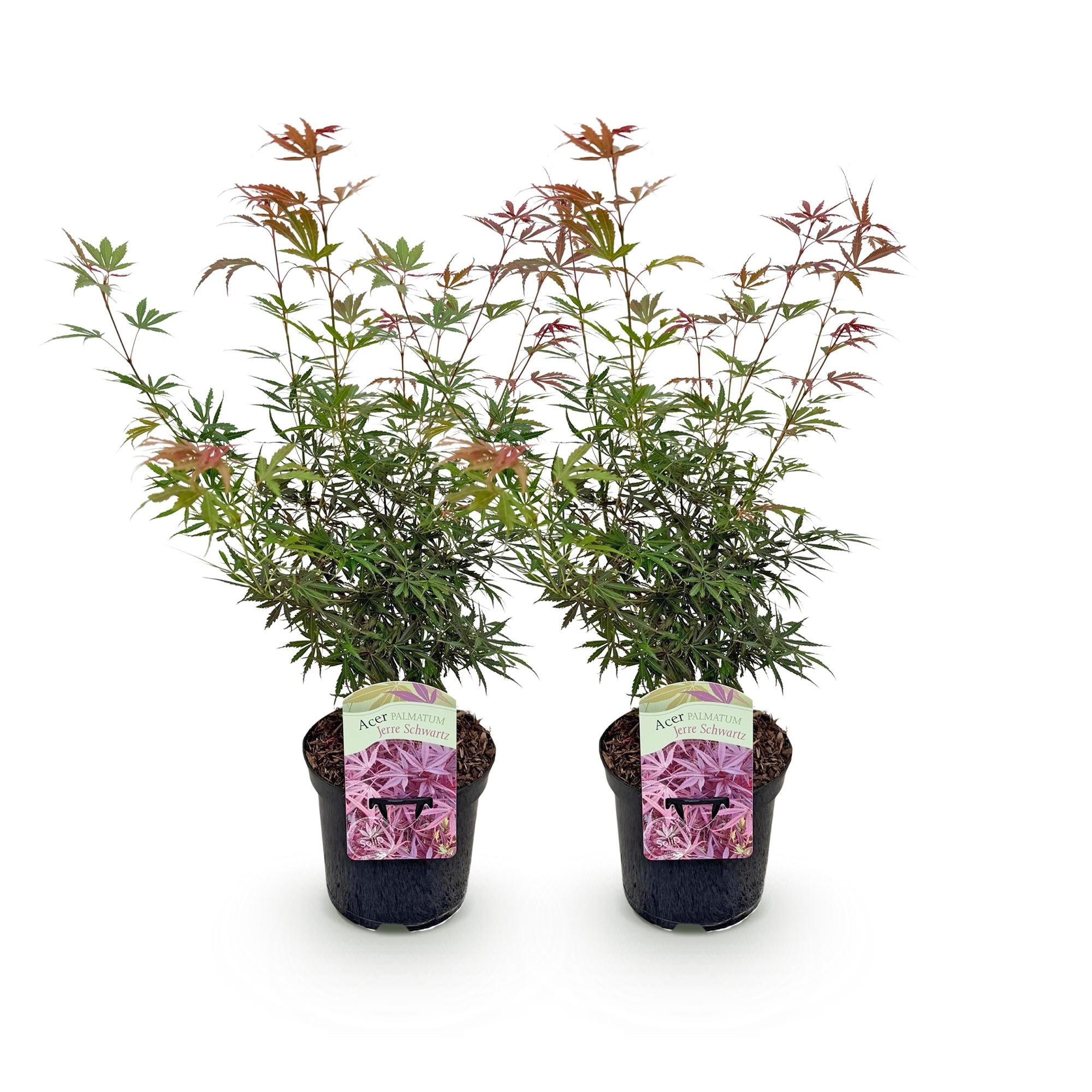 Terrasplant - Japanse Esdoorn - Acer palmatum Jerre Swarts - Donker Rood - 2 Planten - Bladverliezend -  Pot 19cm Hoogte 70cm