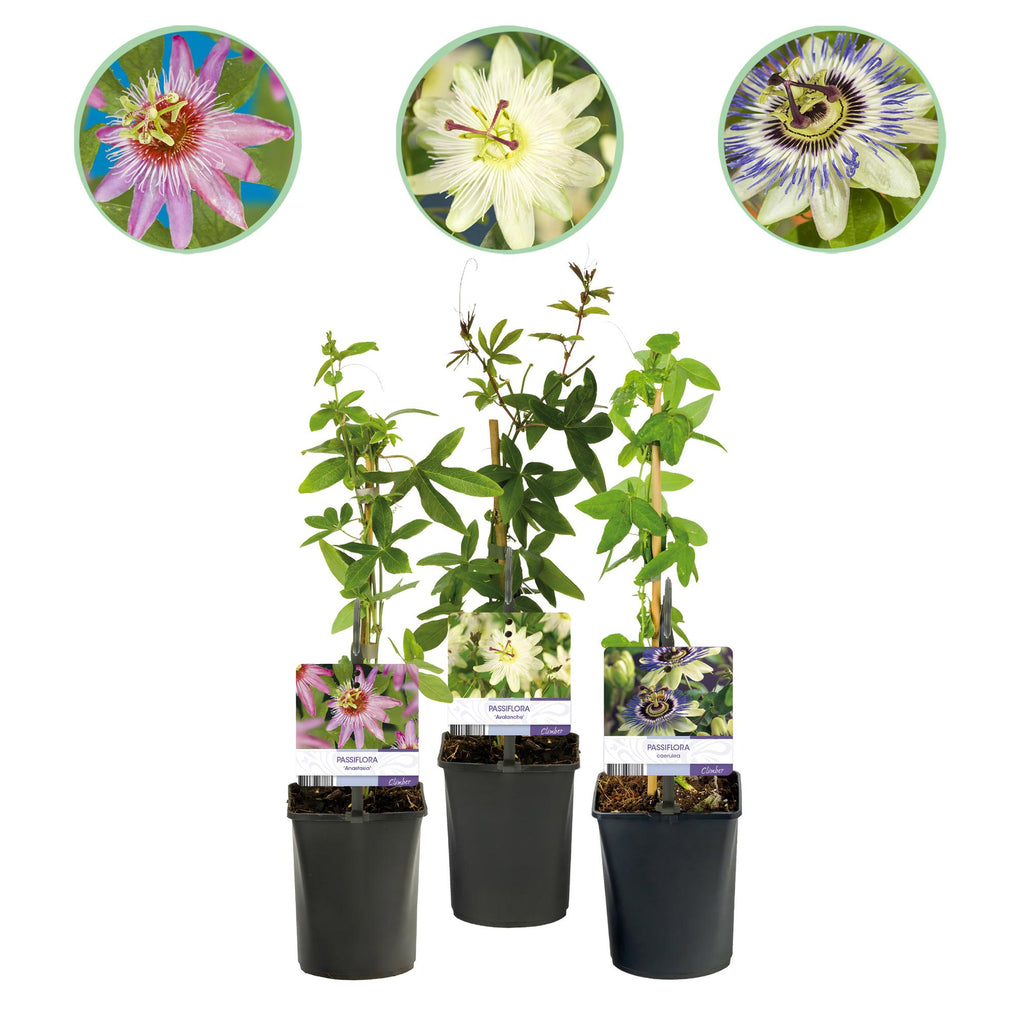 Passiebloem - Passiflora Tricolour  - Bloem Roze Wit Paars - Weinig onderhoud - 3 planten - Pot 11cm Hoogte 40cm