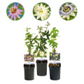 Passiebloem - Passiflora Tricolour  - Bloem Roze Wit Paars - Weinig onderhoud - 3 planten - Pot 11cm Hoogte 40cm