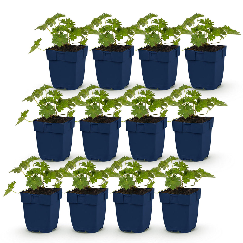 Vasteplant - Geranium 'Rozanne' - Ooievaarsbek - Bodembedekkend - Blauw - 12 Planten - Pot 11cm - Hoogte 15-25cm