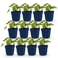 Vasteplant - Geranium 'Rozanne' - Ooievaarsbek - Bodembedekkend - Blauw - 12 Planten - Pot 11cm - Hoogte 15-25cm