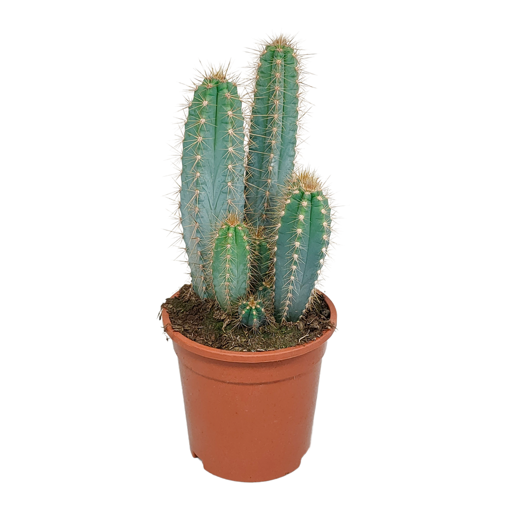 Pilosocereus azureus - - - 17cm