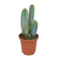 Pilosocereus azureus - - - 17cm