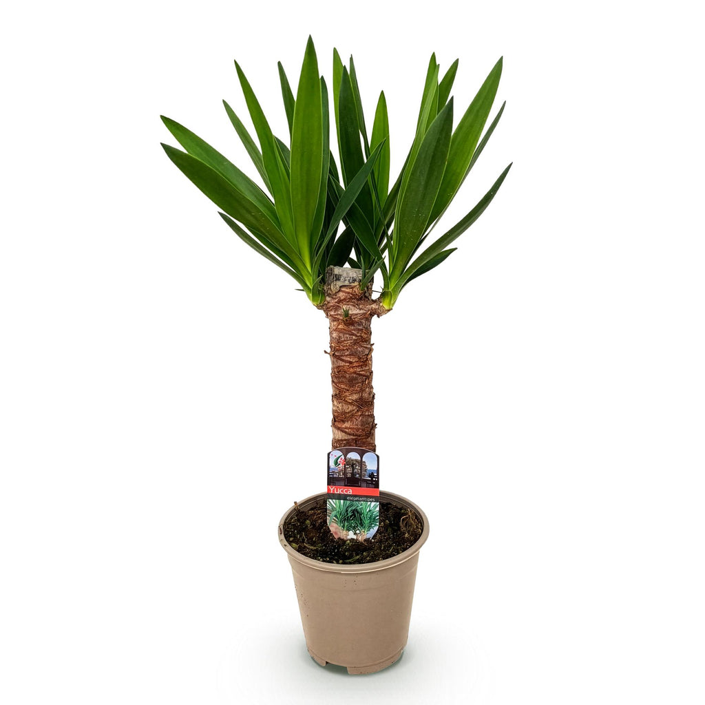 Kamerplant - Yucca elephantipes - Yucca - Weinig onderhoud - Groen - 1 - Pot 14cm - Hoogte 55cm