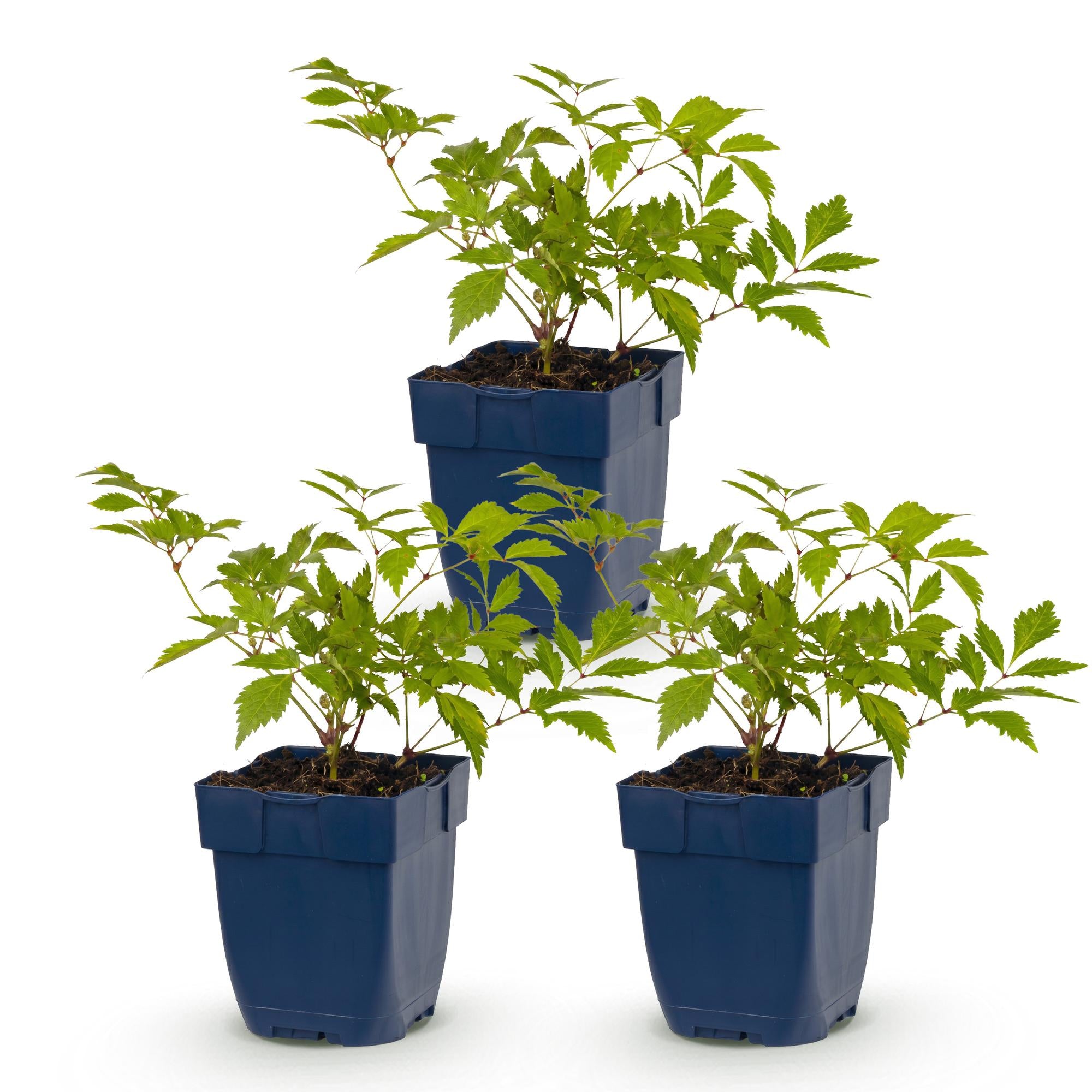 Vasteplant - Astilbe (J) Deutschland - Pluimspirea - Schaduw - Wit - 3 Planten - Pot 11cm - Hoogte 15-25cm