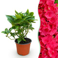 Tuinplant - Hydrangea macrophylla Rood - Hortensia - Winterhard - Rood - 1 Plant - Pot 12cm - Hoogte Hoogte 20-30cm