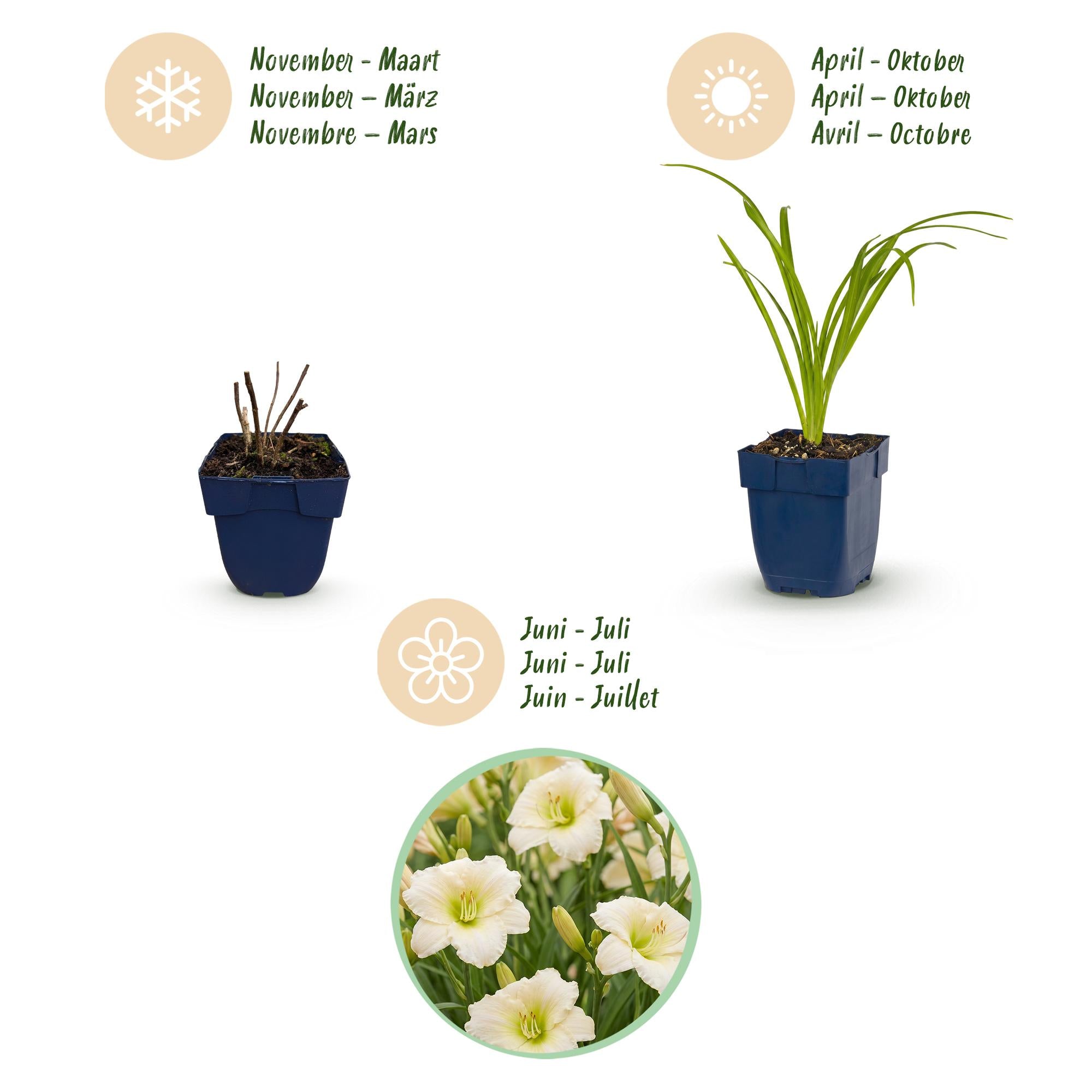 Vasteplant - Hemerocallis Arctic Snow - Daglelie - Bijen en Vlinderlokkers - Creme - 6 Planten - Pot 11cm - Hoogte 15-25cm