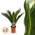 Kamerplant - Cycas revoluta - Palmvaren - Weinig onderhoud - Groen - 2 - Pot 17cm - Hoogte 55-65cm