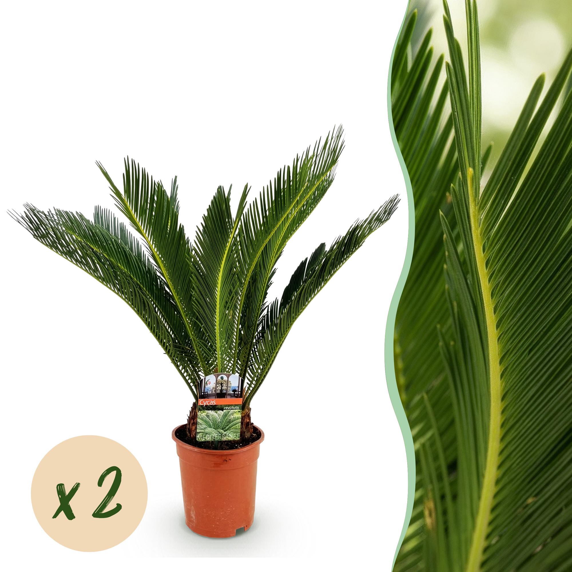 Kamerplant - Cycas revoluta - Palmvaren - Weinig onderhoud - Groen - 2 - Pot 17cm - Hoogte 55-65cm
