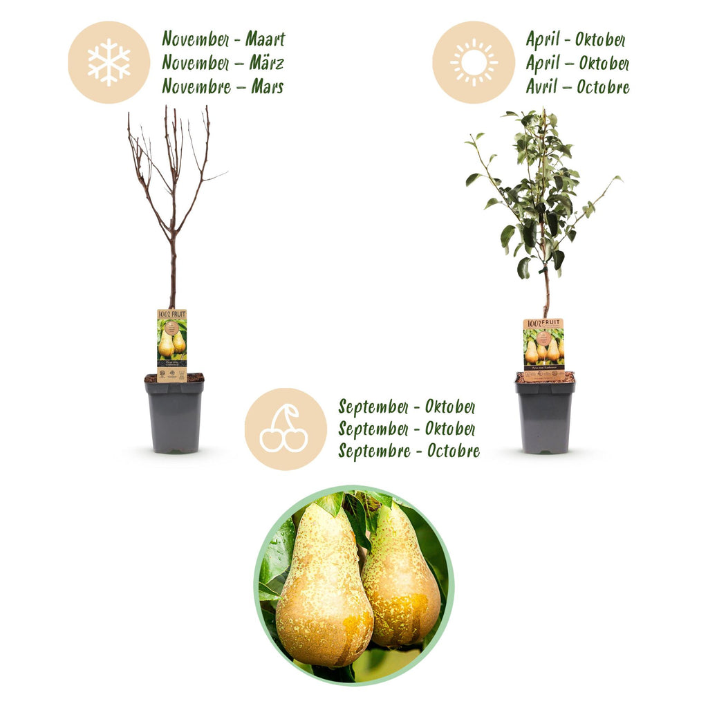Fruitboom - Pyrus communis Conference - Perenboom - Winterhard - Groene Peer - 1 Plant - Pot 21cm - Hoogte 90cm