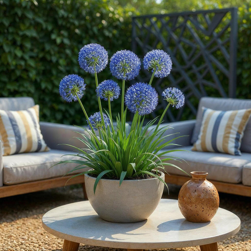 Bloembollen - Allium Caeruleum - Kleur Blauw - 40 stuks - Bolmaat 4/5 - XXL Pack