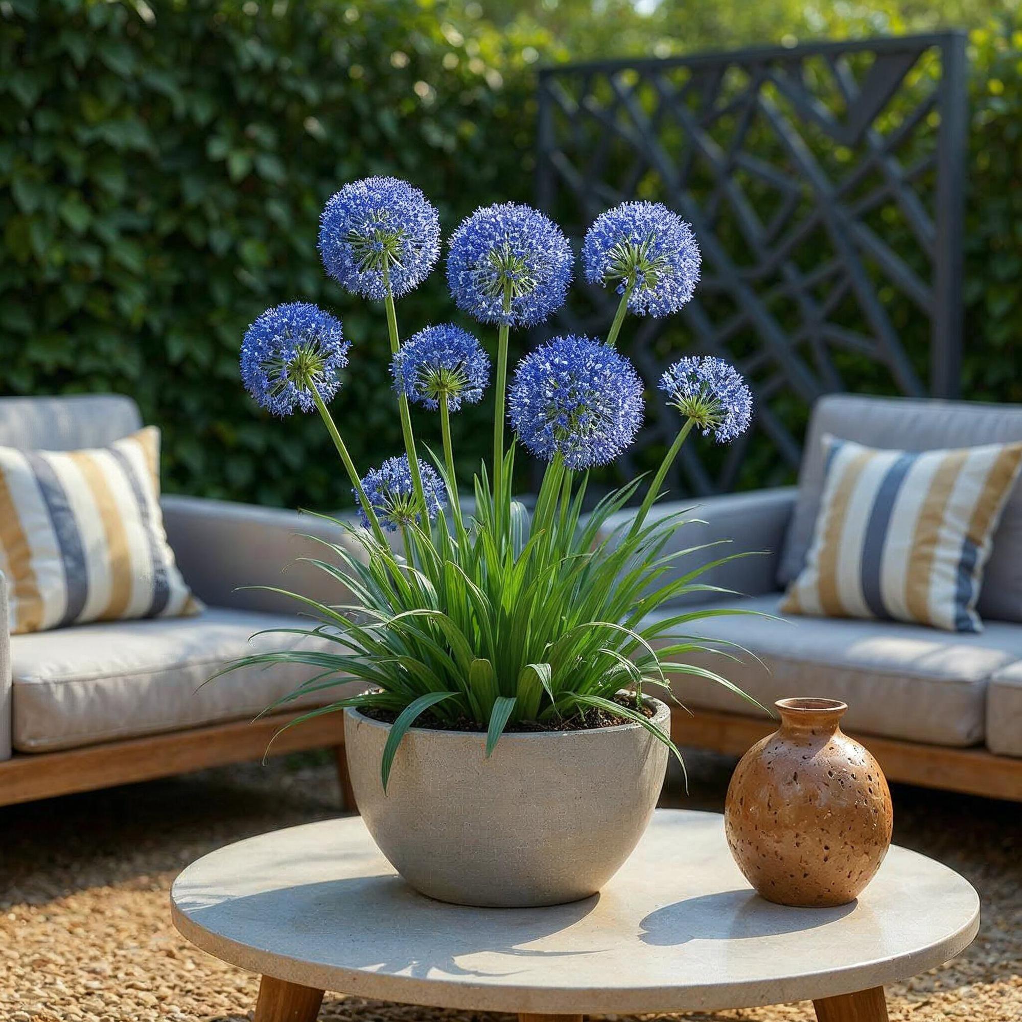 Bloembollen - Allium Caeruleum - Kleur Blauw - 40 stuks - Bolmaat 4/5 - XXL Pack