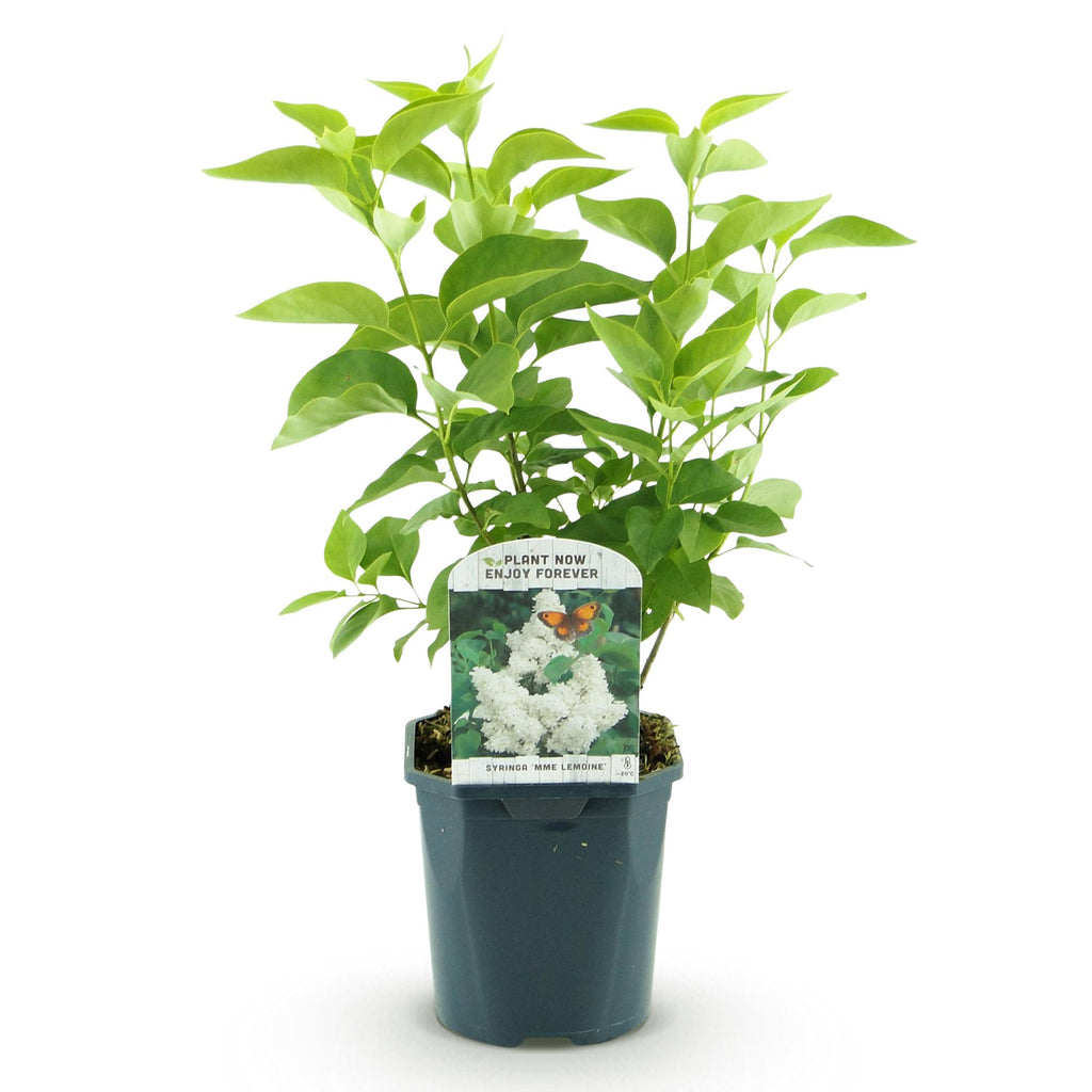 Tuinplant - Syringa vulgaris mme Lemoine - Gewone Sering - Winterhard - Wit - 1 Plant - Pot 17cm - Hoogte 45cm