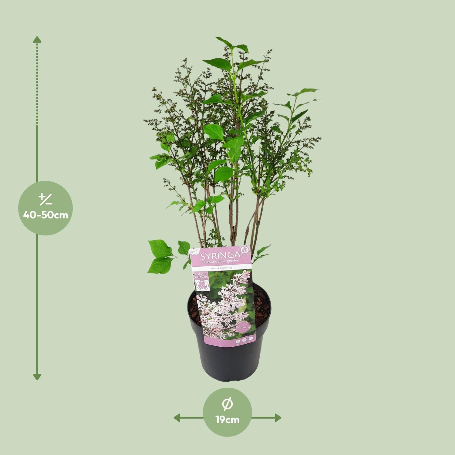 Syringa pat. 'Violet Uprising' - Ø19cm- ↕35cm