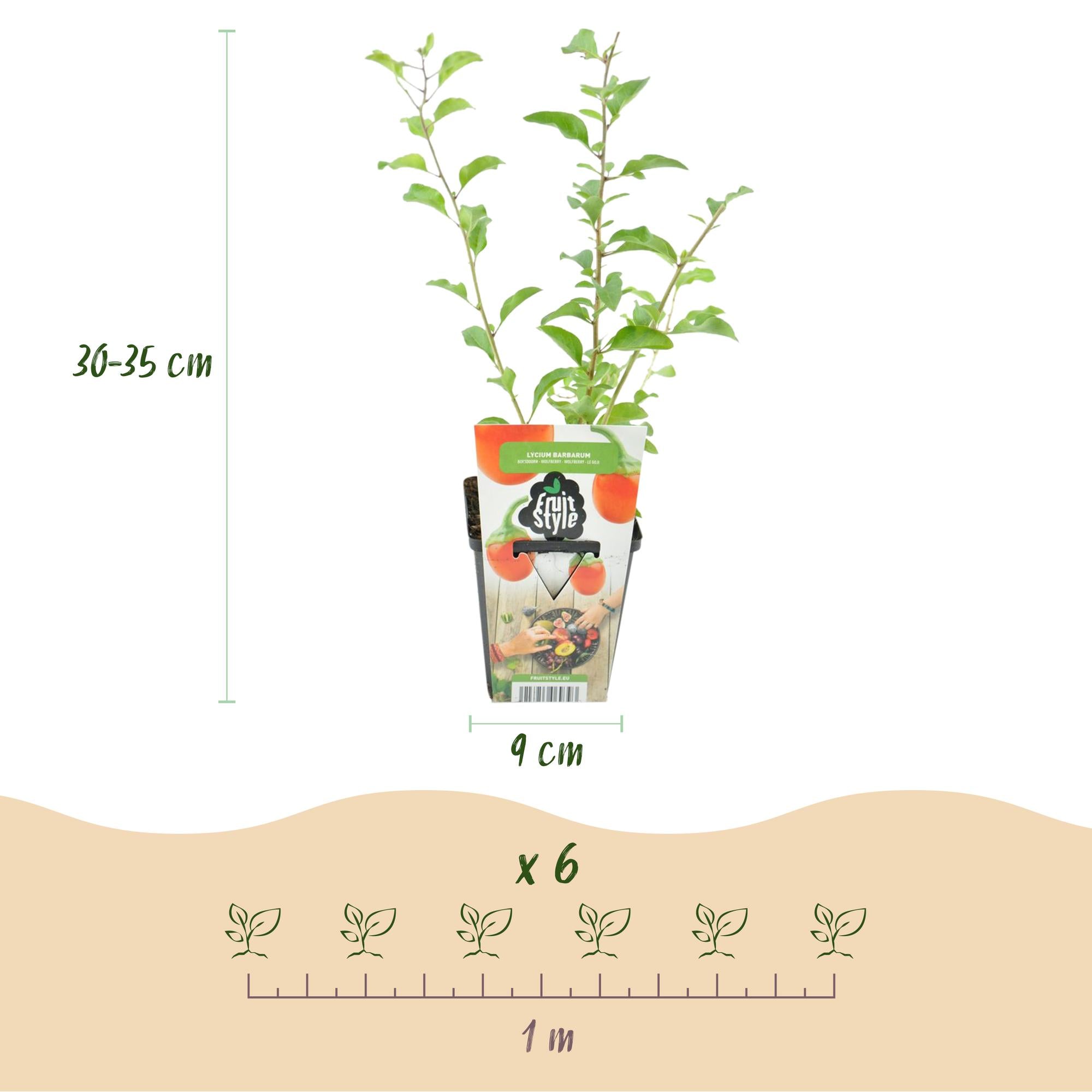 Fruitplanten - Goijbes - Lycium Barbarum - Winterhard - 6 Planten - Pot 9 cm - Oranje - Rode Vrucht