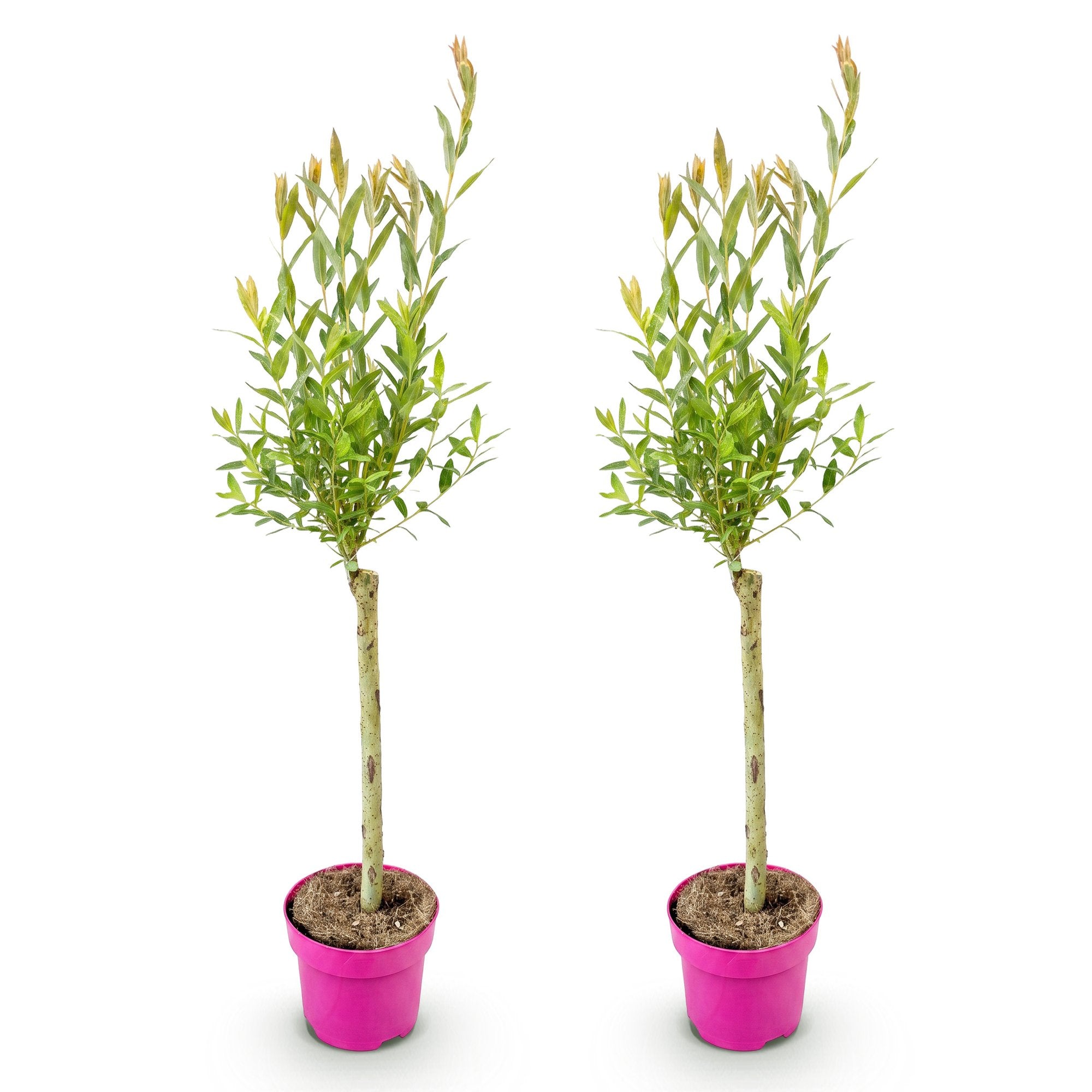 2x - Salix Flamingo - Ø17cm - ↕70-80cm