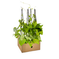 4x Ipomoea Tricolor Heavenly Blue Ø13 cm - ↕60 cm
