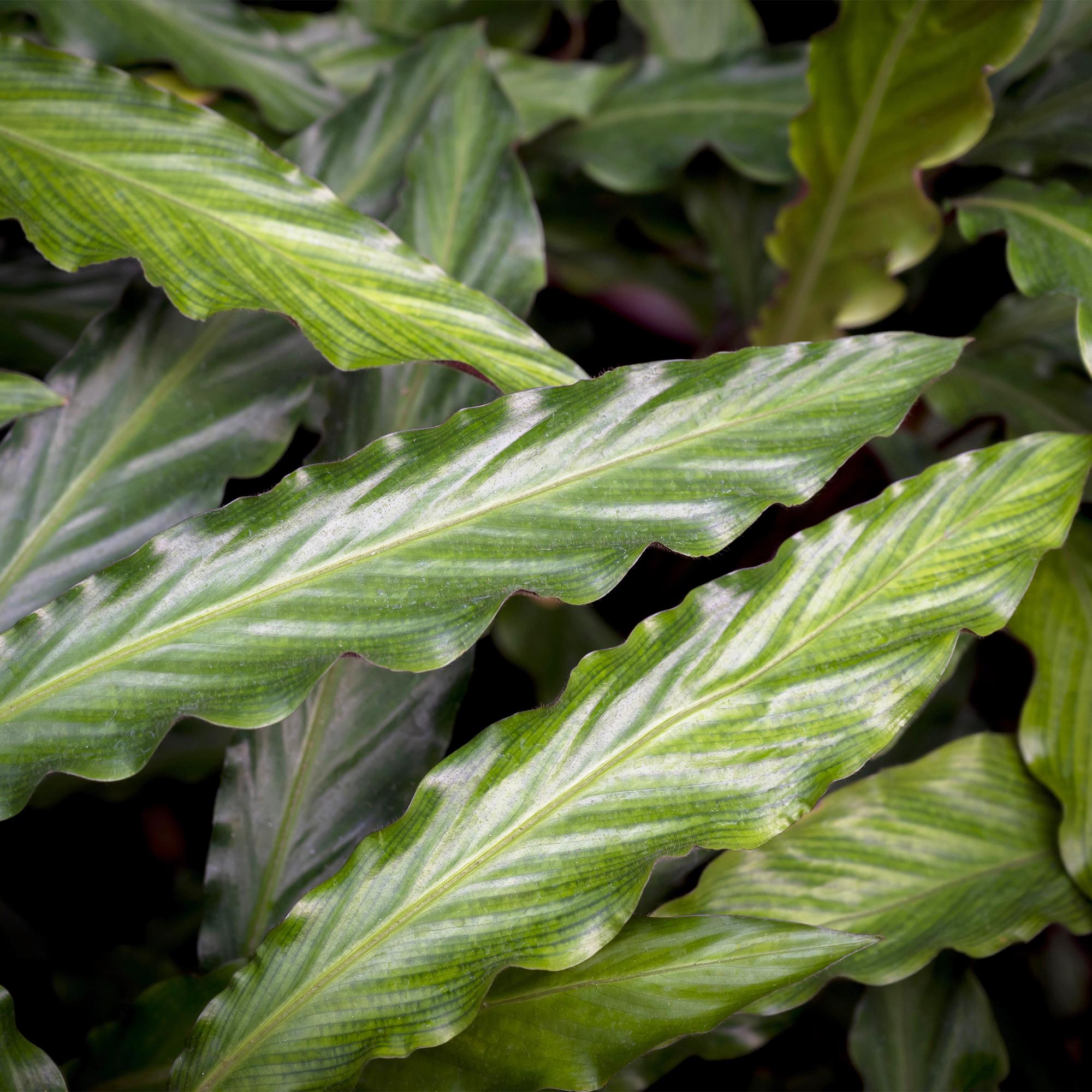 Green is... Kamerplanten - Calathea Rufibarba - Pauwen plant - Weinig onderhoud - met mand - Groen - 2 Planten - Pot 17cm - Hoogte 55-60cm