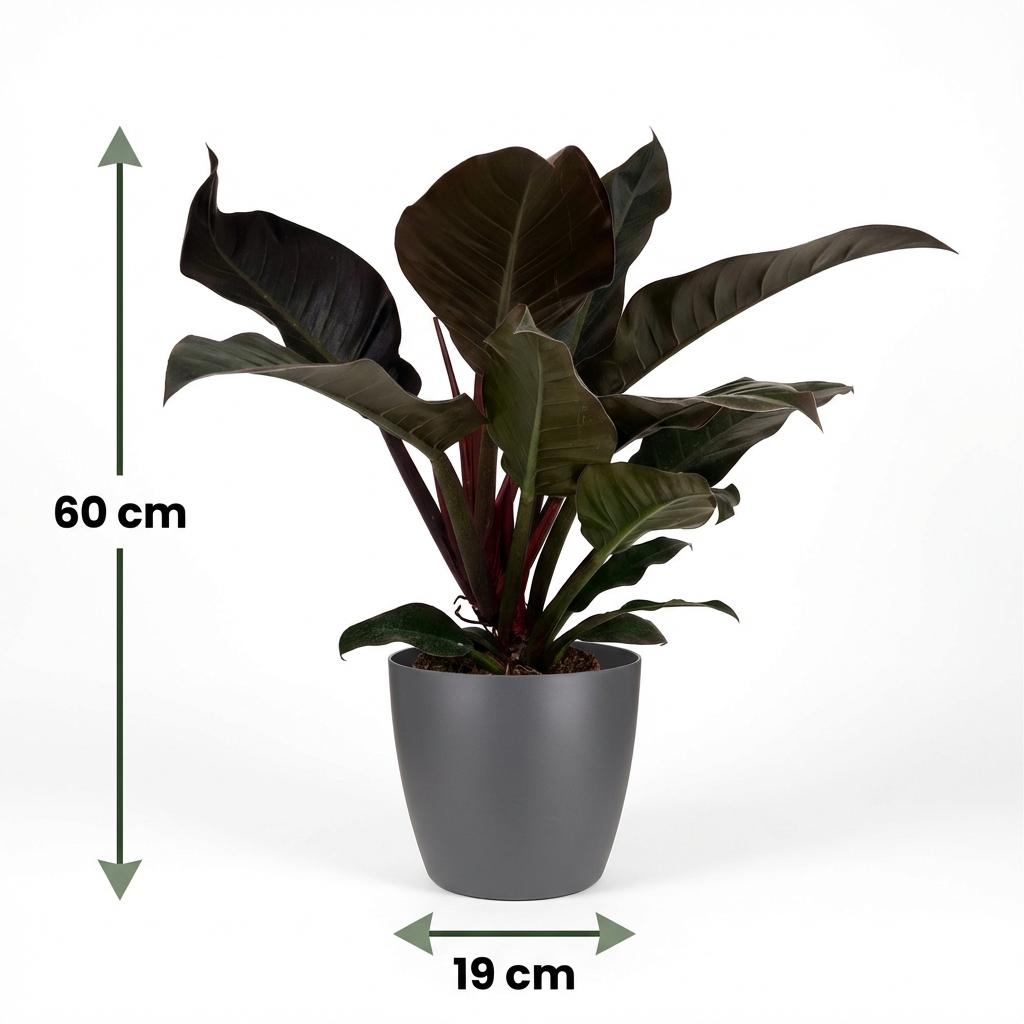 Kamerplant - Philodendron - Philodendron Imperial Red - Rood - Weinig onderhoud - 1 Plant - met Potter Grijs - Pot 19cm - Hoogte 60cm