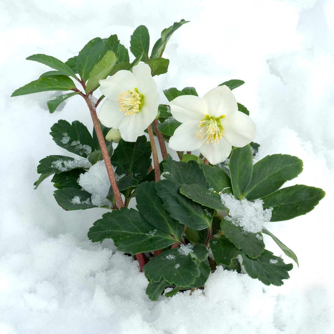 Helleborus niger ‘Christmas Carol’ – Set van 48 Kerstrozen (8 x Sixpack)