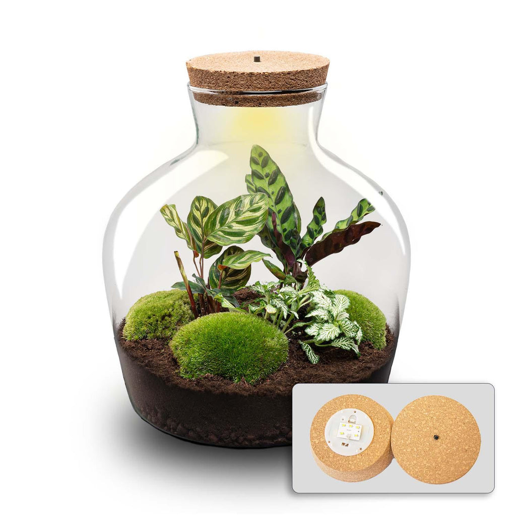 DIY Planten terrarium met licht -  Fat Joe - Ø 29 cm ↑ 30 cm - Rake + Shovel