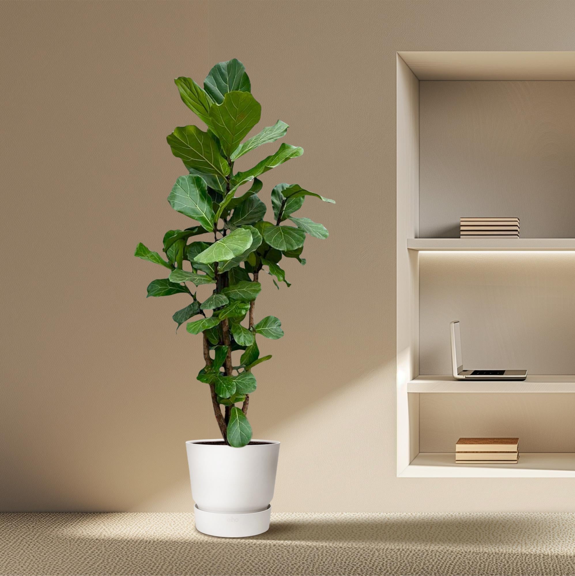 Ficus Lyrata vertakt XXL - 200cm - ø45-50 cm