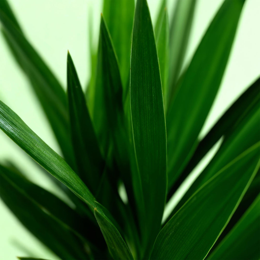 Kamerplant - Yucca elephantipes - Yucca - Weinig onderhoud - Groen - 2 - Pot 19cm - Hoogte 95cm