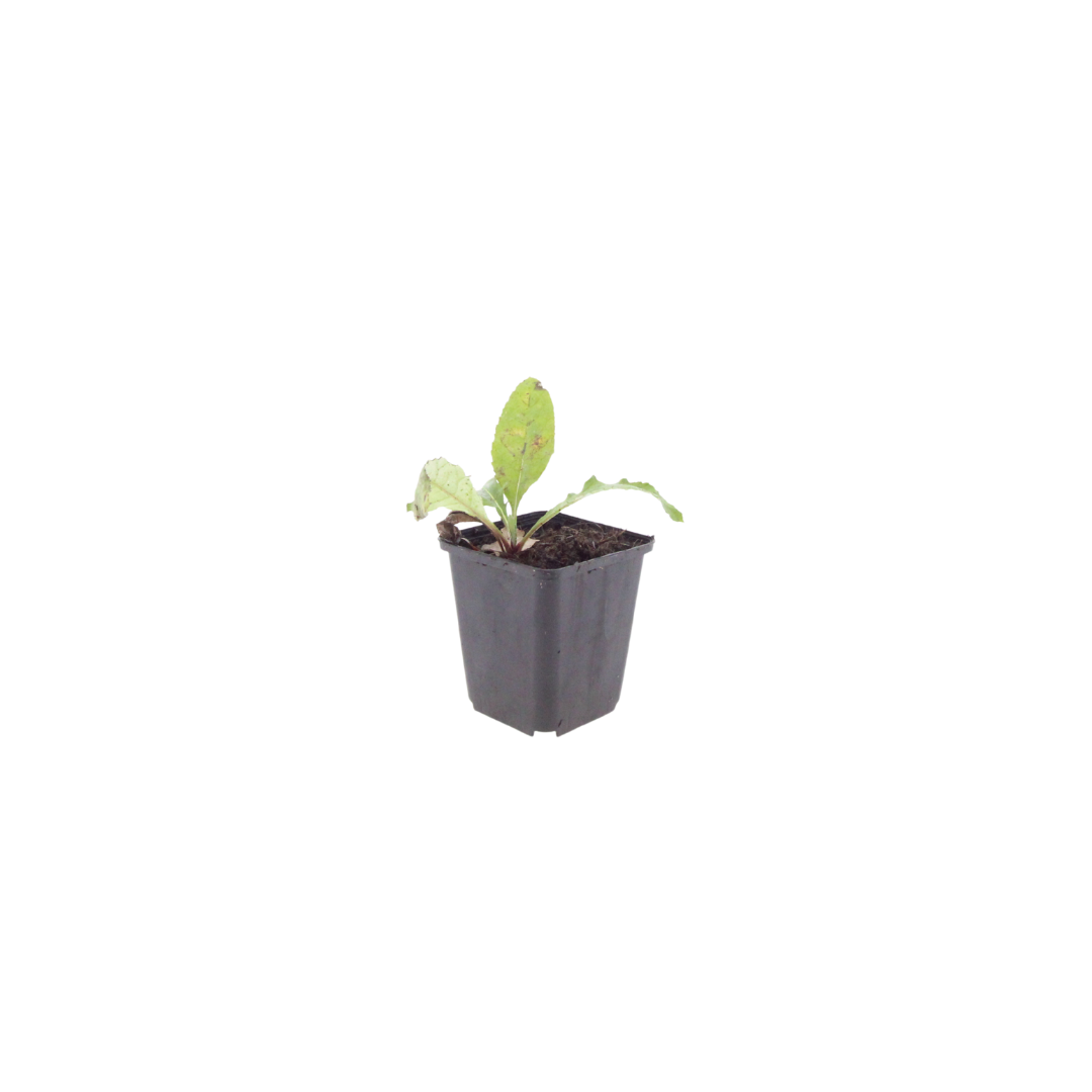24x Echinops ritro - ↕10-25cm - Ø9cm