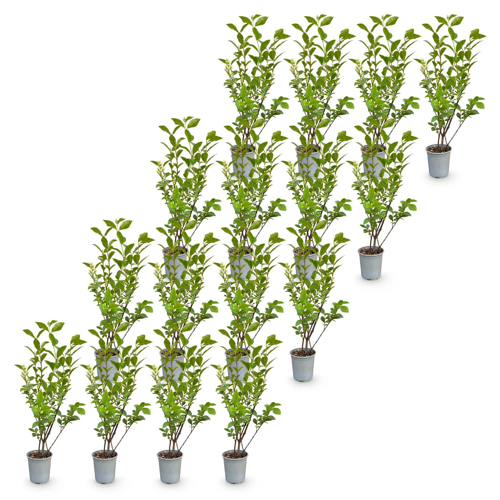 16x Ligustrum ovalifolium - Gewone Liguster - Haagplanten - Groenblijvend - Groen - Pot 9cm - Hoogte 35-45cm