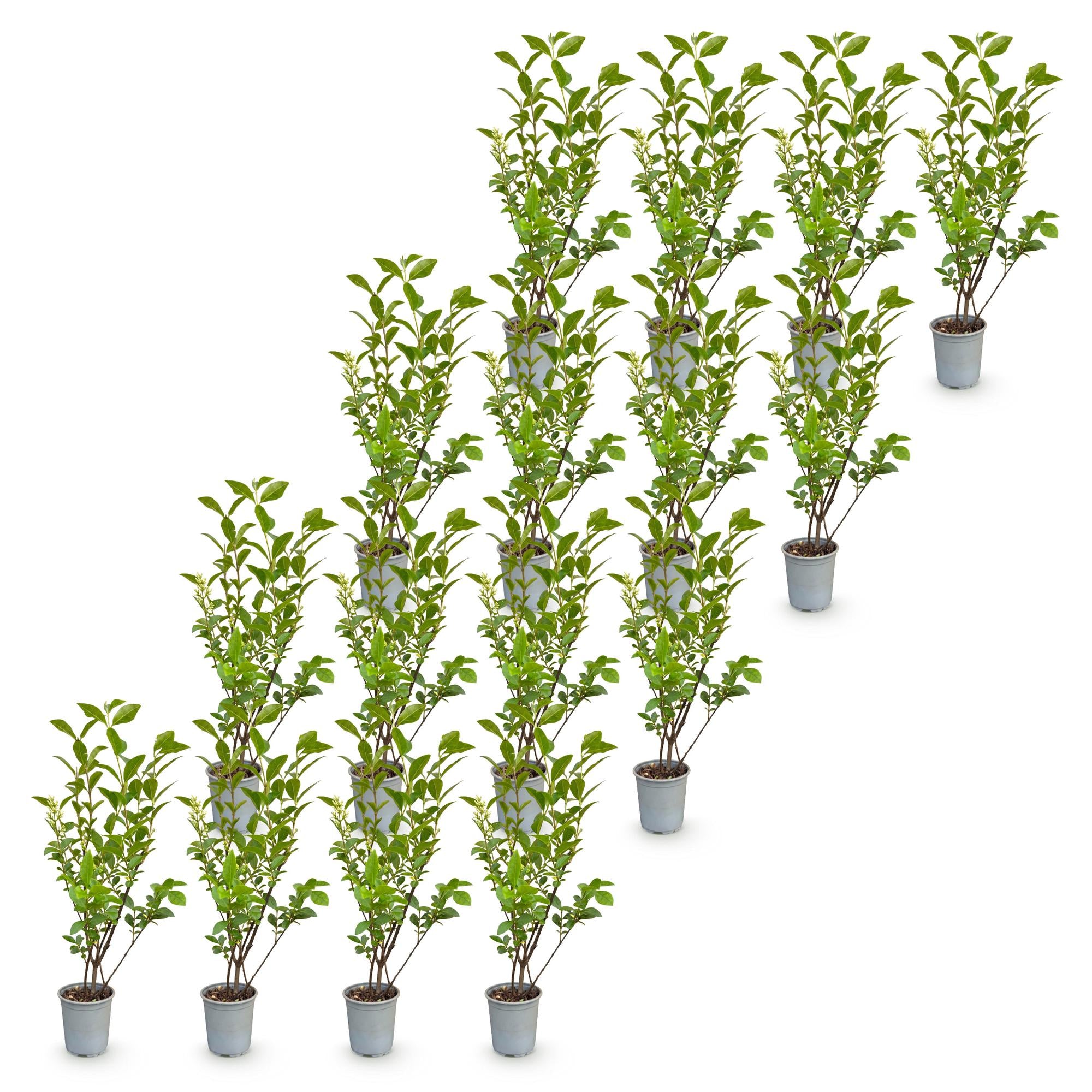 16x Ligustrum ovalifolium - Gewone Liguster - Haagplanten - Groenblijvend - Groen - Pot 9cm - Hoogte 35-45cm