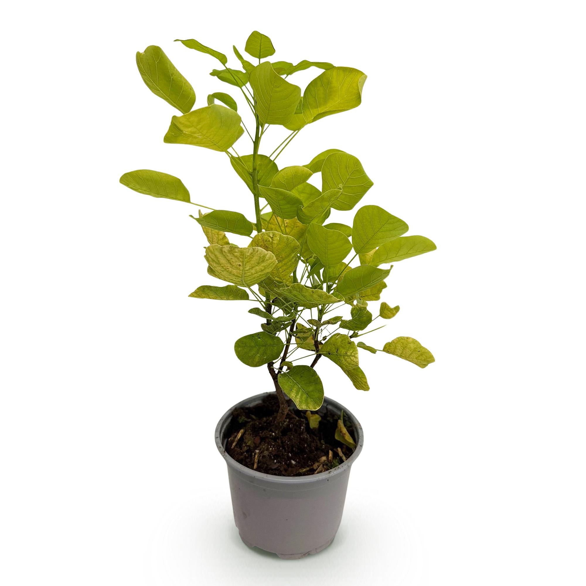 Tuinplant - Cotinus coggyria Golden Spirit - Geel - 1 Plant - Bladverliezend - Weinig Onderhoud - Pot 12cm Hoogte 35cm